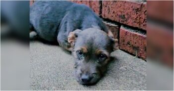 Woman’s Outcry When Puppy Left In Driveway Huddled Against The Bricks