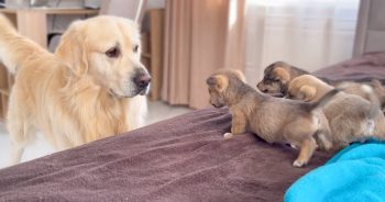 Golden Retriever Meets Puppies for the First Time and It’s Adorable