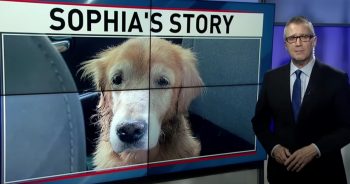 Old Dog Dropped Off at Shelter Causes Uproar on the Internet