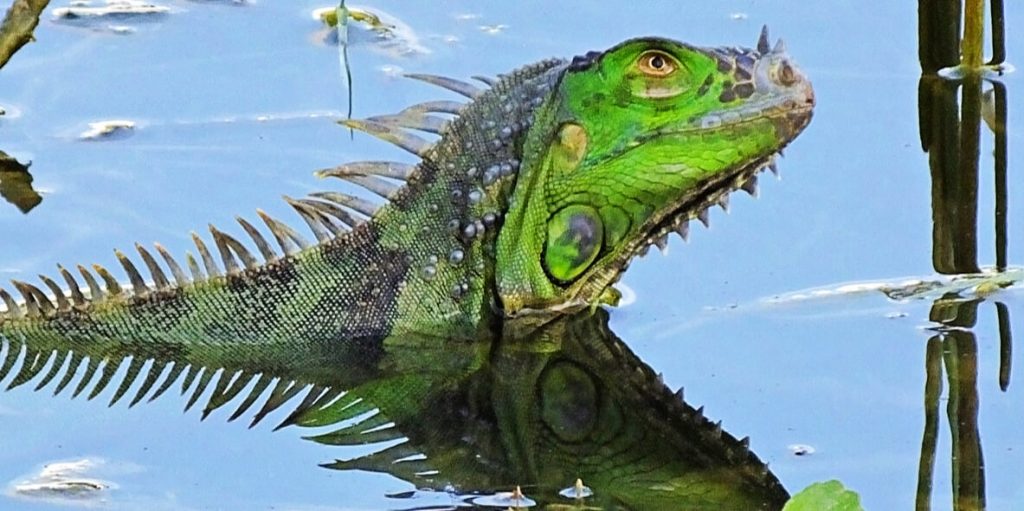 It’s National Iguana Awareness Day! Learn About These Amazing Lizards and How You Can Help Them