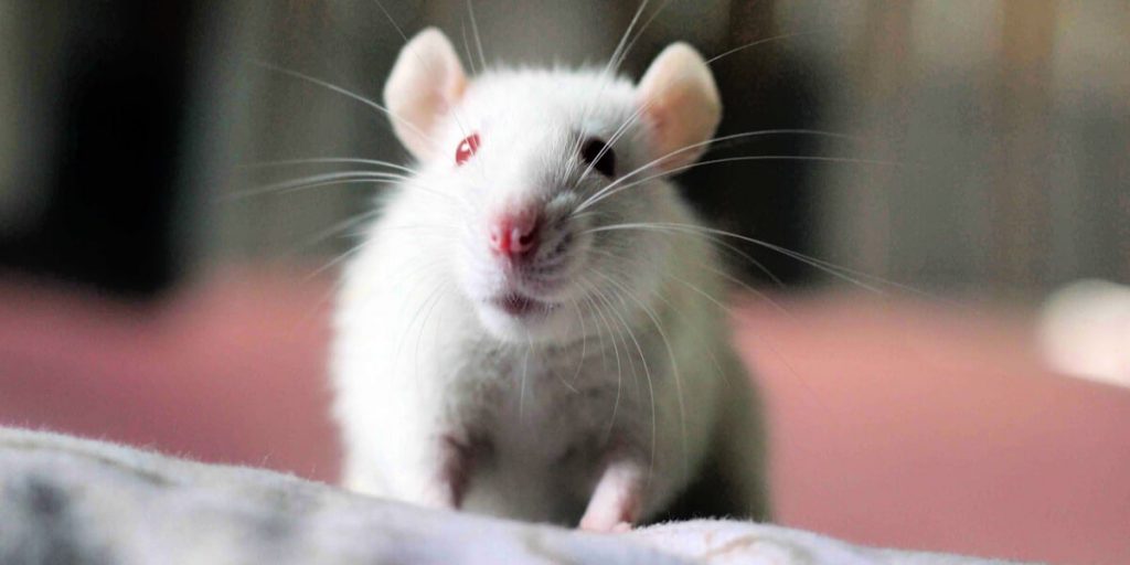 PETA Scientists’ Coauthored Approach to Cancer Tests Will Save Thousands of Animals