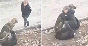 Stranger Saw A Little Boy ‘Stopping’ To Hug Some Street Dogs On His Way To School