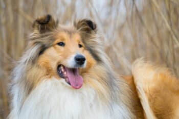 5 Myths About Collies You Should Stop Believing