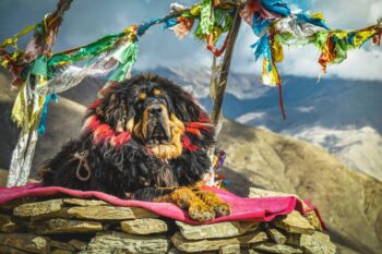 11 Breeds with Unique Cultural Significance Around the World