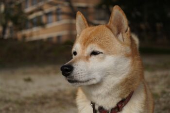 5 Myths About Shiba Inus You Should Stop Believing