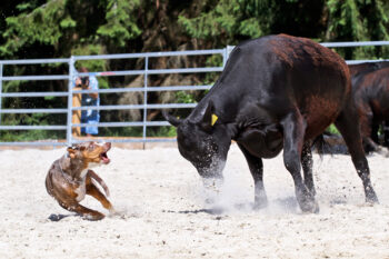 15 Dog Breeds That Are Natural-Born Adventurers