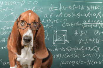 9 Reasons Why Your Dog Would Make A Better Teacher