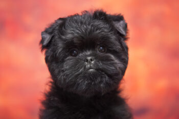 10 Small Dog Breeds That Are As Cute As They Are Compact