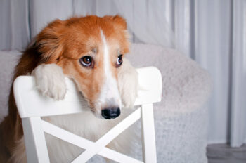 7 Things You Might Be Doing That Hurt Your Dog’s Feelings