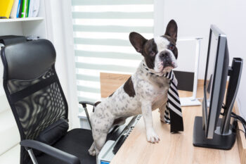 9 Reasons Why Your Dog Would Be A Better Boss Than Your Current One