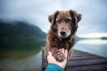 10 Reasons Why Your Dog Is Better at Networking Than You Are