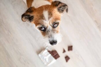 11 Surprisingly Deadly Household Products To Your Dog That Contain Xylitol