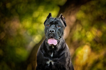 10 Dog Breeds Similar to Cane Corso