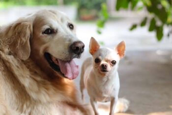 10 Dog Breeds That Are Natural-Born Peacemakers