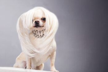 9 Reasons Why Your Dog Is Your Ultimate Style Icon