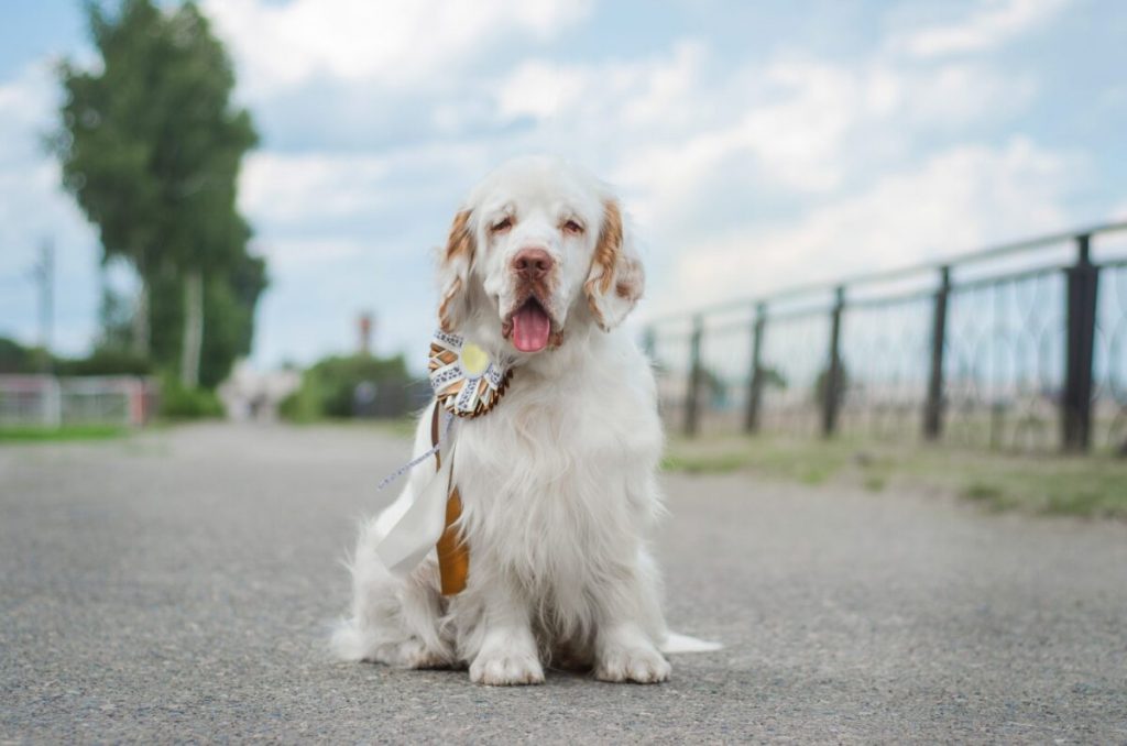 7 Little-Known Dog Breeds Ideal for Easy-Going Owners