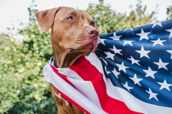 10 Reasons Why Your Dog Would Make A Better President