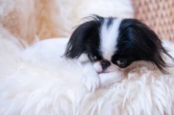 6 Dog Breeds Most Likely to Think They’re Cats