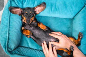 9 Ways Your Dog Shows They Trust You Completely