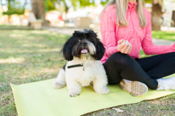 10 Dog Breeds That Are Natural-Born Yogis