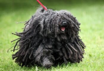 The 12 Quirkiest Dog Breeds On Earth