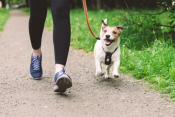 15 Dog Breeds That Are Actually Furry Personal Trainers