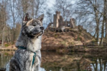 16 Fearless Dog Guardians