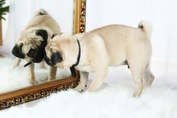 8 Dog Breeds Most Likely to Be Confused by Their Own Reflection