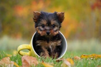 8 Smallest Dog Breeds with Tiny Puppies That Stay Small