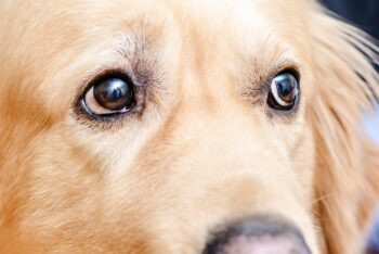 10 Dog Breeds Whose Old Soul Eyes Speak Volumes of Love and Wisdom