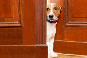 15 Reasons Why Your Dog Follows You to the Bathroom (It’s Not What You Think!)