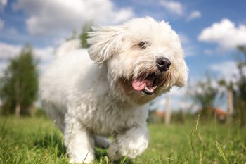 7 Little-Known Dog Breeds Who Are Snuggle Champions