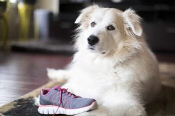 11 Reasons Why Your Dog Is Obsessed With Your Shoes