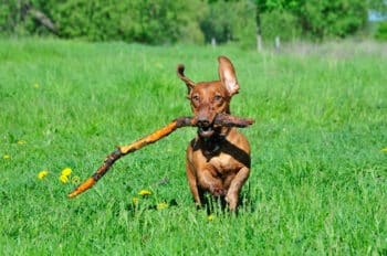 The 12 Most Stubborn Dog Breeds On Earth