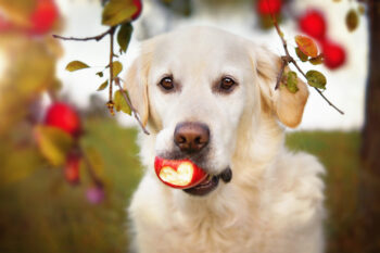 15 Ways Your Dog Is Trying to Keep You Healthy