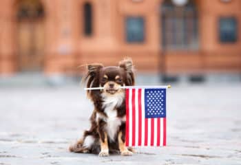 The Top 12 Qualities Dogs Have That Every Politician Should Learn