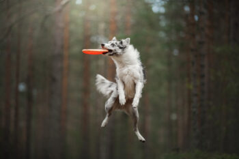 15 Dog Breeds That Are Natural-Born Acrobats