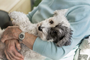 12 Best Dog Breeds Best for Seniors and Retirees