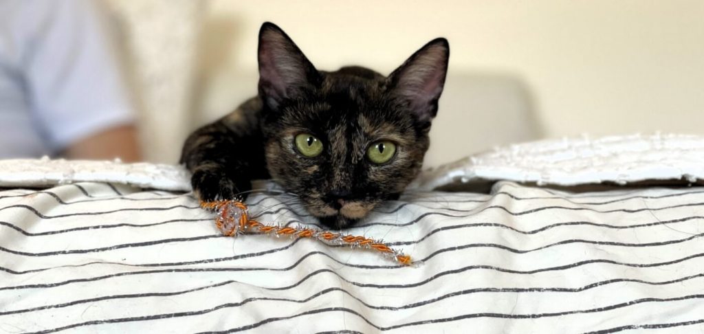 People of the World: Spice Up Your Life With This Adoptable ‘Sporty’ Tortie