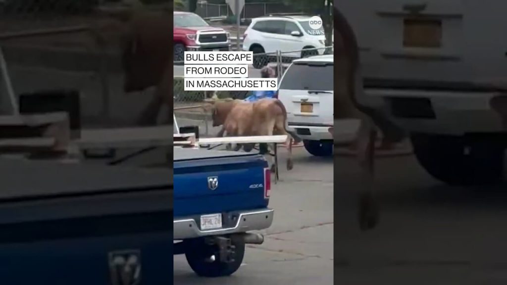 VIDEO: Eight Terrified Bulls Plow Through Fence to Escape Rodeo