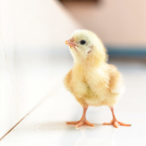 Lawmakers move to ban male chick killing in Brazil’s egg industry