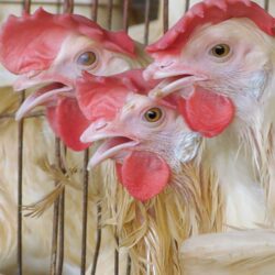 Major brands under fire for lagging on cage-free commitments