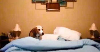 Beagle Wins Over Thousands with His Hilarious ‘Bedtime Routine’