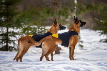 16 Most Courageous Dog Breeds: Dogs That Fearlessly Protect Their Loved Ones