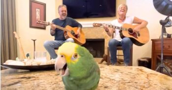 Bird Steals the Show with His Voice After Hearing Owners Sing “Knocking On Heaven’s Door”