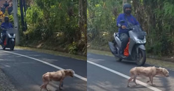 Bobby’s Journey From A Hairless Street Dog To Fluffy Teddy Bear