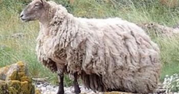 Britain’s ‘Loneliest Sheep’ Rescued After Two Years Stranded on Rocky Beach