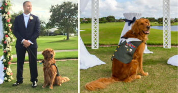 Veteran Honors Service Dog by Making Him Best Man at Wedding