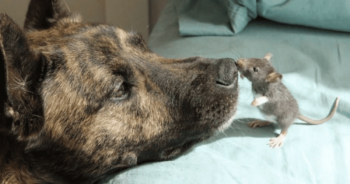 ‘Depressed’ Therapy Dog’s Life Changes When He Befriends a Rat