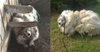 Dog Trapped In Barn For 6 Years, Was Given An ‘Astounding’ Makeover And A Brand New Life